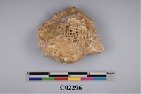 藏品(珊瑚化石)的圖片